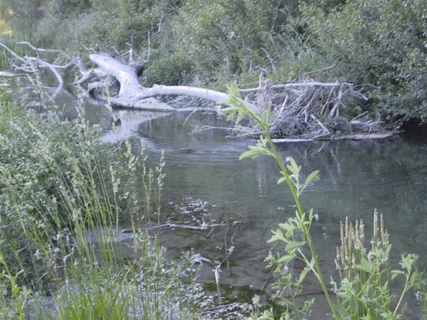 habitat de castor NC