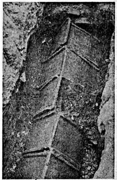 tombe triangle