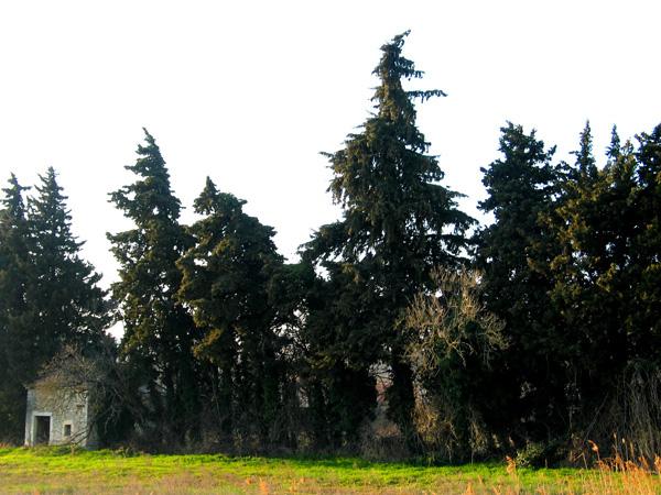 haie et cabanon