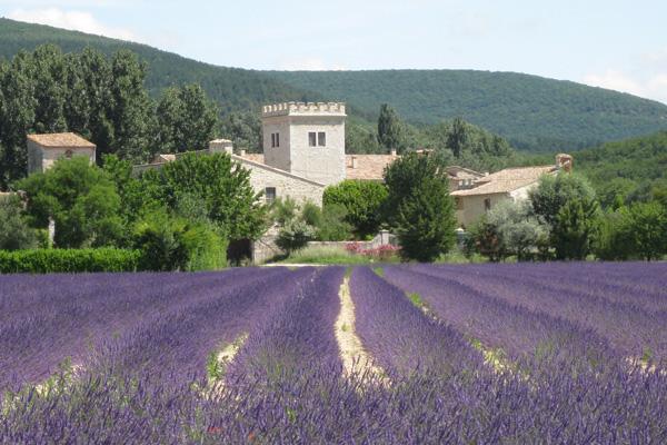 saint-genis  avec lavande